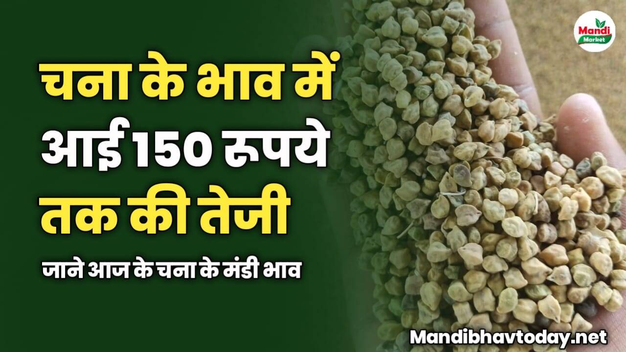 चना के भाव में आई 150 रूपये तक की तेजी | जाने आज के चना के मंडी भाव