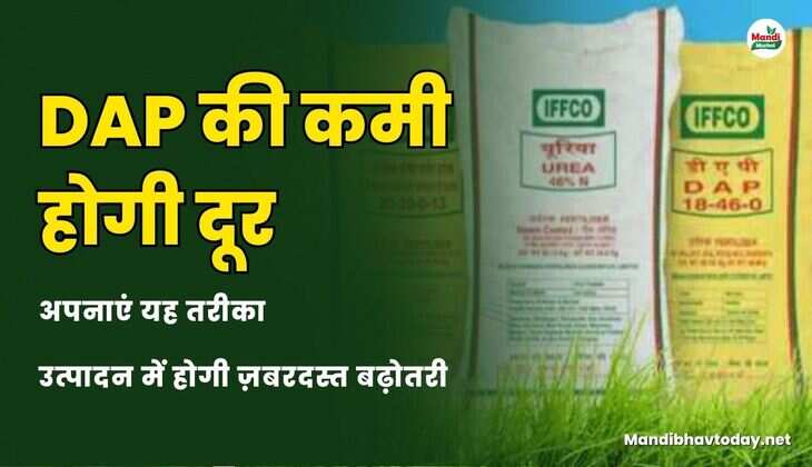 DAP की कमी होगी दूर | अपनाएं यह तरीका | उत्पादन में होगी ज़बरदस्त बढ़ोतरी