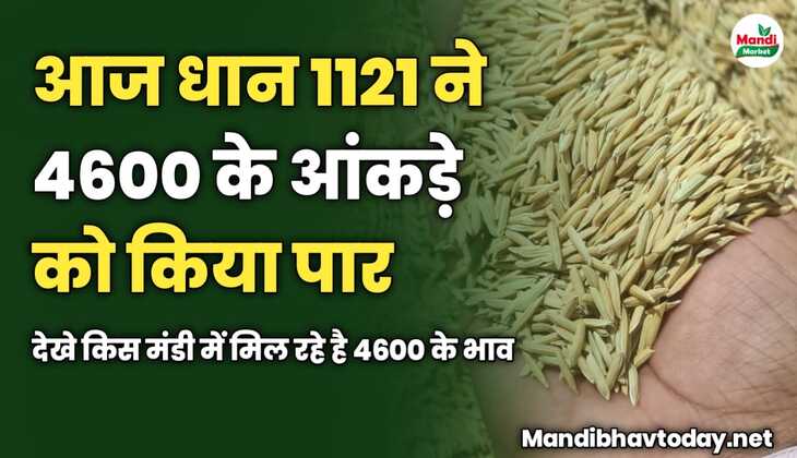 आज धान 1121 ने 4600 के आंकड़े को किया पार | देखे किस मंडी में मिल रहे है 4600 के भाव 