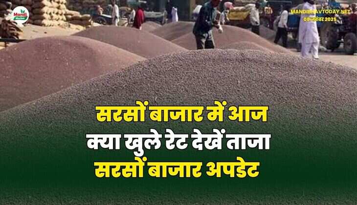 सरसों बाजार में आज क्या खुले रेट | देखें ताजा सरसों बाजार अपडेट