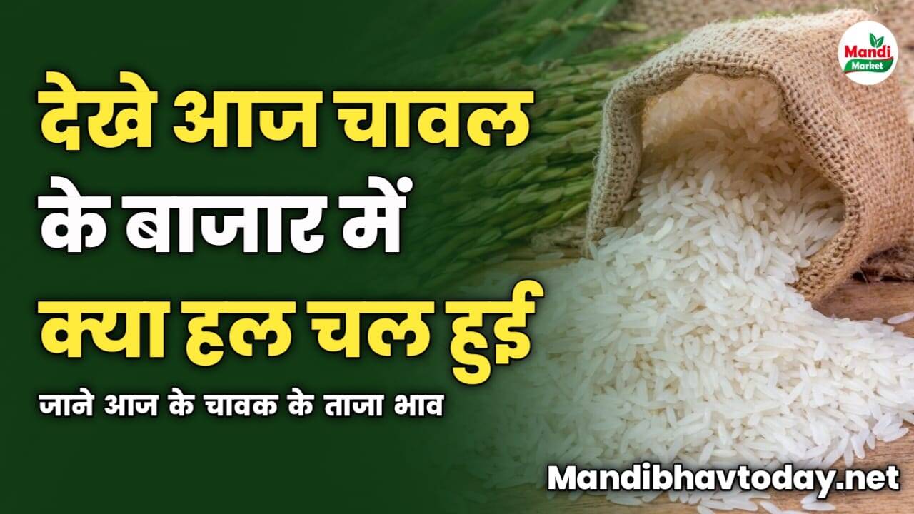 देखे आज चावल के बाजार में क्या हल चल हुई | जाने आज के चावक के ताजा भाव 