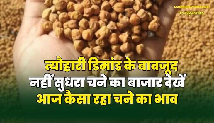 त्यौहारी डिमांड के बावजूद नहीं सुधरा चने का बाजार | देखें आज कैसा रहा चने का भाव