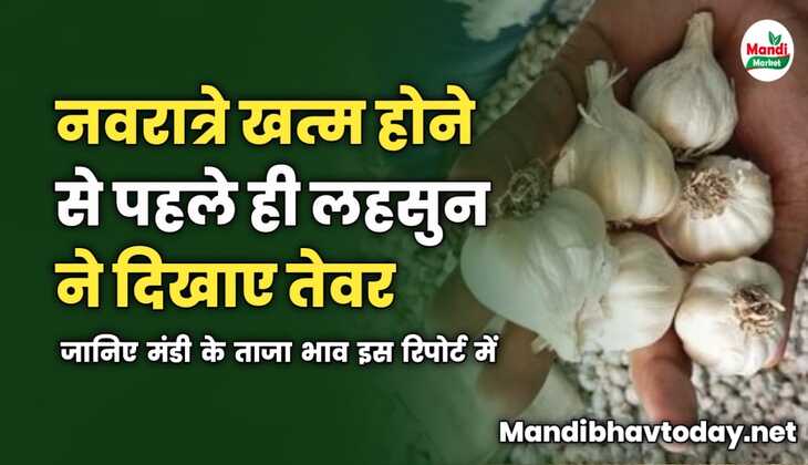 नवरात्रे खत्म होने से पहले ही लहसुन ने दिखाए तेवर | जानिए मंडी के ताजा भाव इस रिपोर्ट में