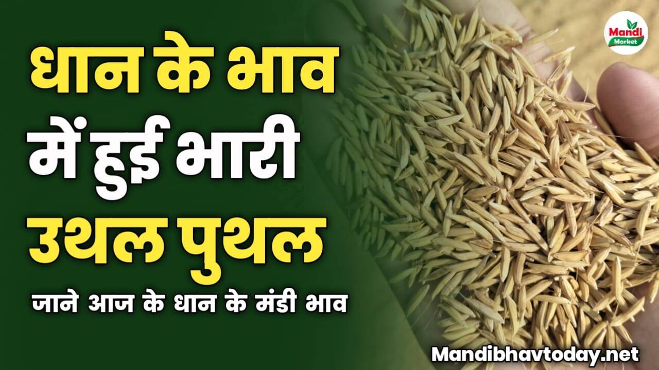 धान के भाव में हुई भारी उथल पुथल | जाने आज के धान के मंडी भाव