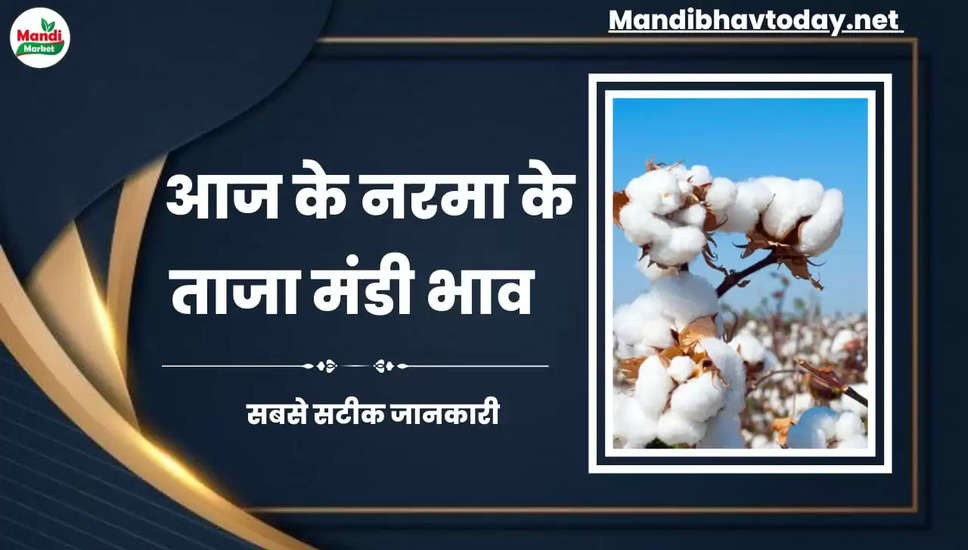 Narma Cotton rate 21 April 2023