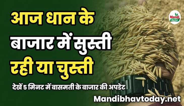 आज धान के बाजार में सुस्ती रही या चुस्ती | देखें 5 मिनट में बासमती के बाजार की अपडेट तेजी मंदी के साथ