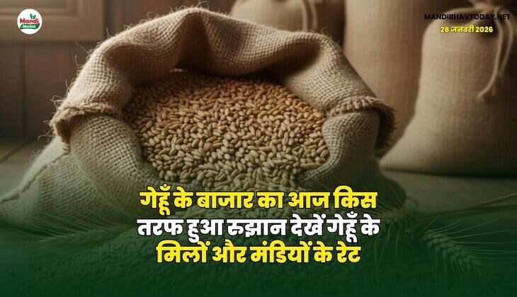 गेहूँ के बाजार का आज किस तरफ हुआ रुझान | देखें गेहूँ के मिलों और मंडियों के रेट