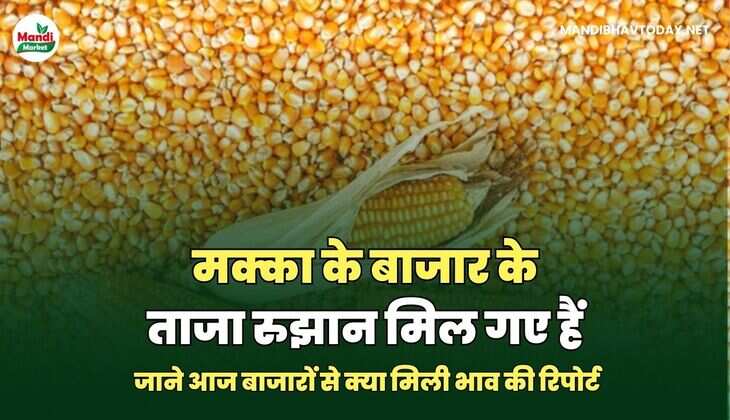  जाने आज बाजारों से क्या मिली भाव की रिपोर्ट