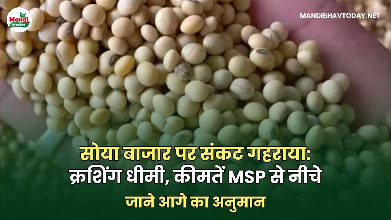 SOYABEAN ME जाने आगे का अनुमान
