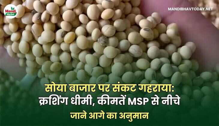 SOYABEAN ME जाने आगे का अनुमान