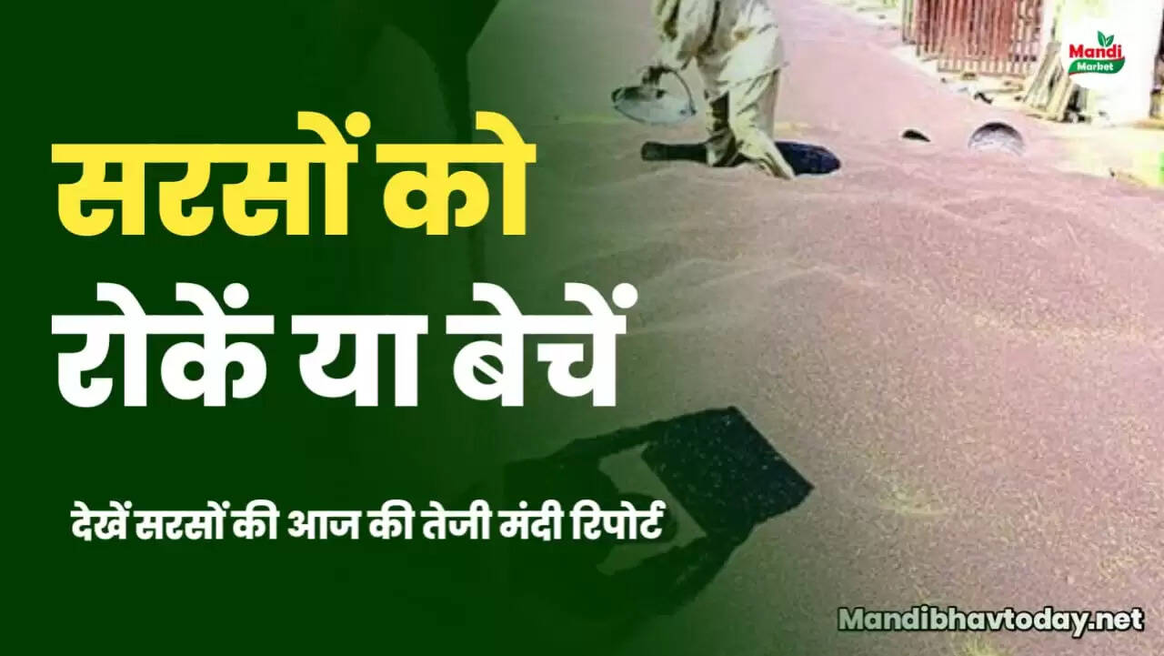 sarso teji mandi report