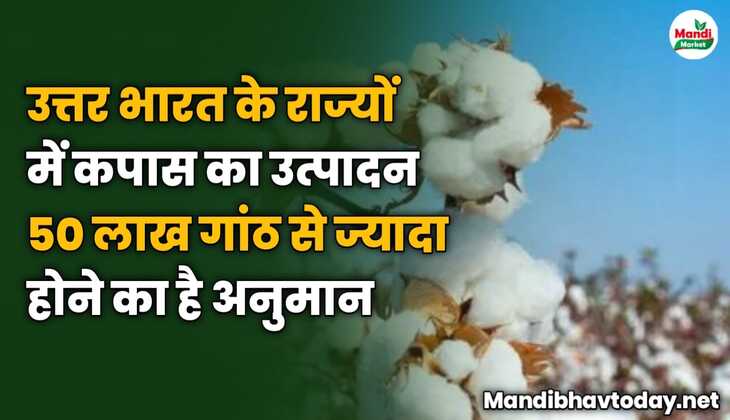 उत्तर भारत के राज्यों में कपास का उत्पादन 50 लाख गांठ से ज्यादा होने का है अनुमान
