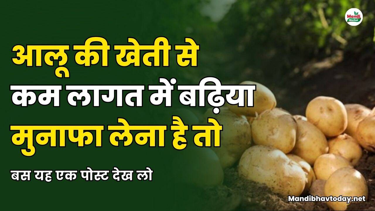 आलू की खेती से कम लागत में बढ़िया मुनाफा लेना है तो बस यह एक पोस्ट देख लो