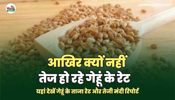 यहां देखें गेहूं के ताजा रेट और तेजी मंदी रिपोर्ट