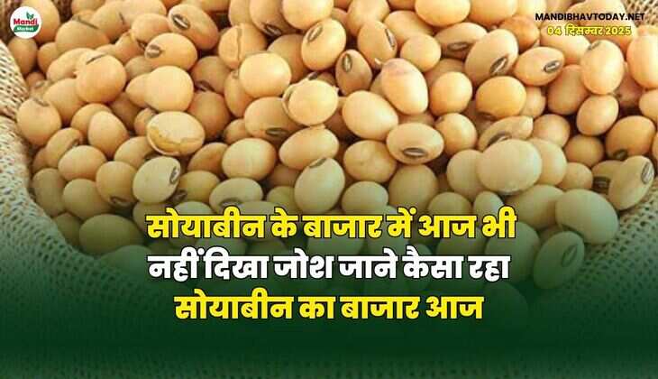 सोयाबीन के बाजार में आज भी नहीं दिखा जोश | जाने कैसा रहा सोयाबीन का बाजार आज