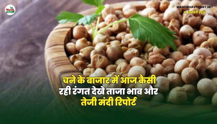 चने के बाजार में आज कैसी रही रंगत | देखे ताजा भाव और तेजी मंदी रिपोर्ट