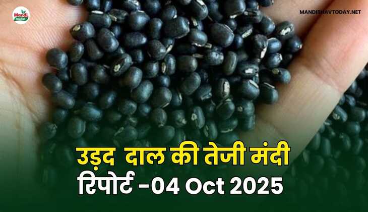उड़द दाल की तेजी मंदी रिपोर्ट - 04 अक्टूबर 2025