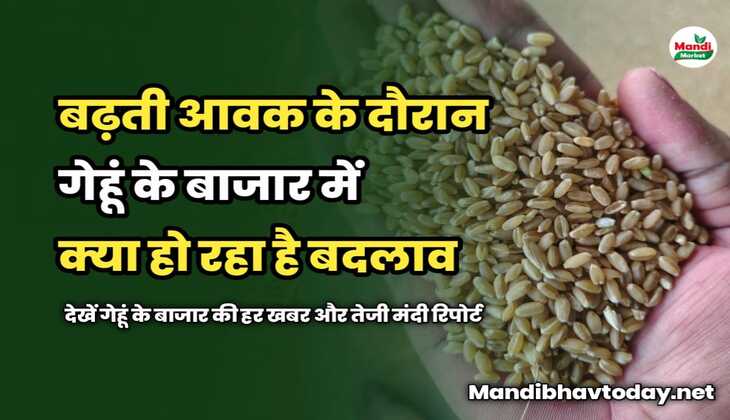 Wheat Price Rport Today : बढ़ती आवक के दौरान गेहूं के बाजार में क्या हो रहा है बदलाव | देखें गेहूं के बाजार की हर खबर और तेजी मंदी रिपोर्ट