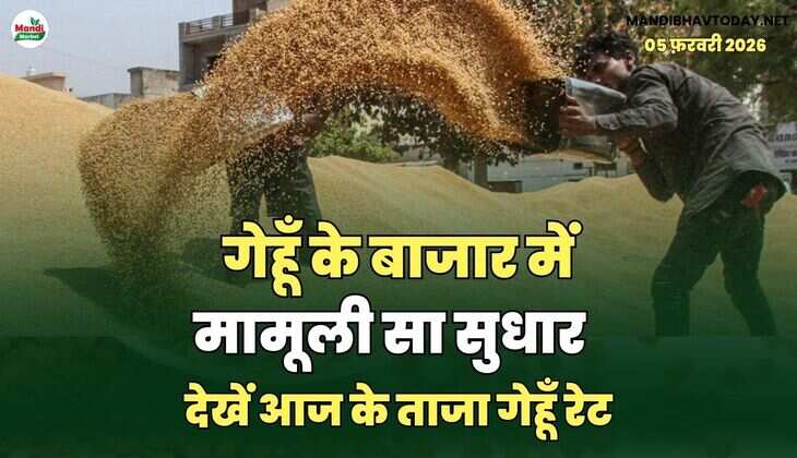 गेहूँ के बाजार में मामूली सा सुधार | देखें आज के ताजा गेहूँ रेट