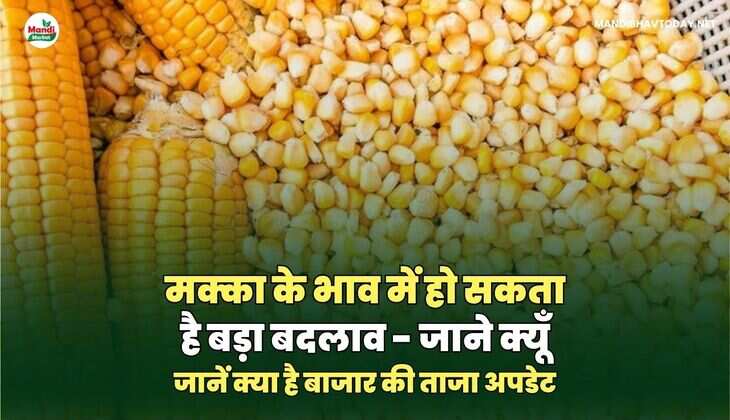 मक्का के भाव  