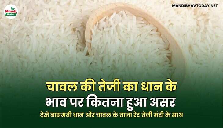 चावल की तेजी का धान के भाव पर कितना हुआ असर | देखें बासमती धान और चावल के ताजा रेट तेजी मंदी के साथ