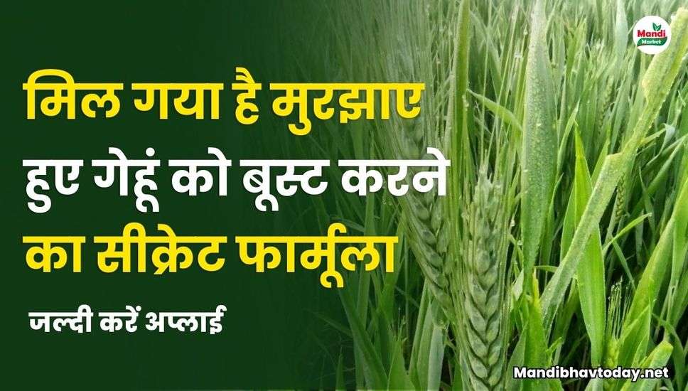 मिल गया है मुरझाए हुए गेहूं को बूस्ट करने का सीक्रेट फार्मूला | जल्दी करें अप्लाई