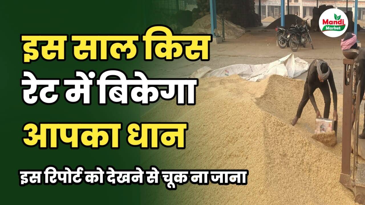 dhaan ka rate