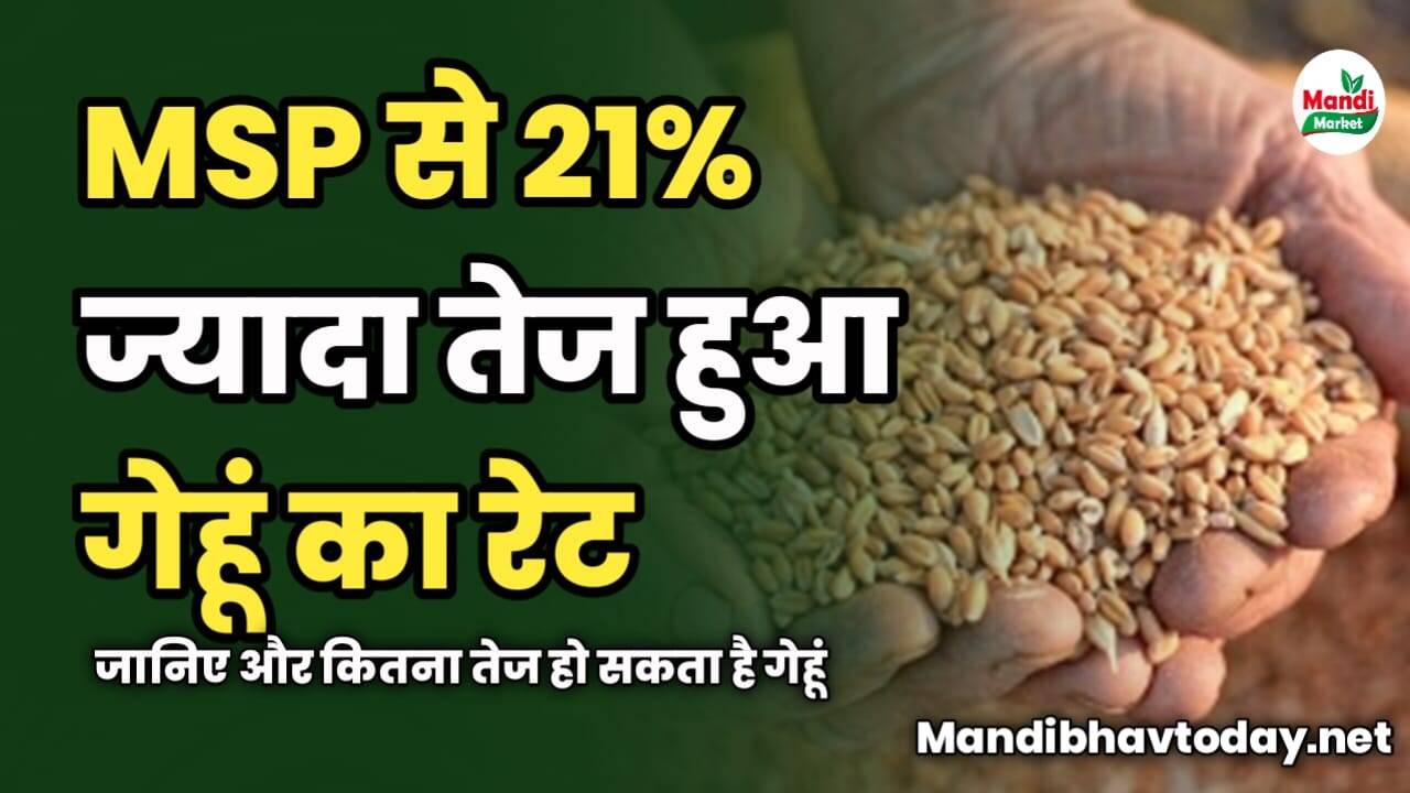 MSP से 21% तेज हुआ गेहूं का रेट | जानिए और कितना तेज हो सकता है गेहूं