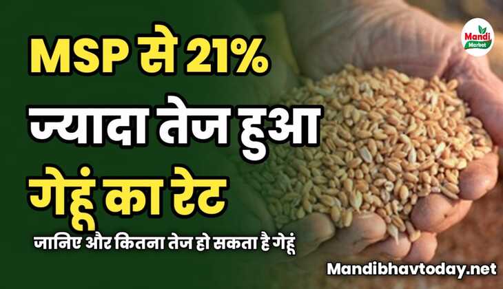 MSP से 21% तेज हुआ गेहूं का रेट | जानिए और कितना तेज हो सकता है गेहूं
