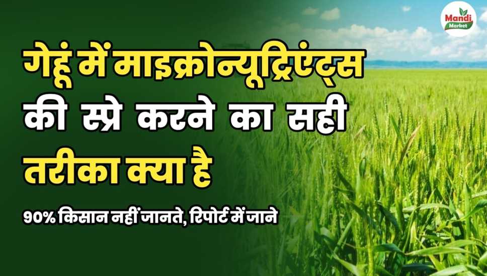 गेहूं में माइक्रोन्यूट्रिएंट्स की स्प्रे करने का सही तरीका क्या है 90% किसान नहीं जानते | रिपोर्ट में जाने