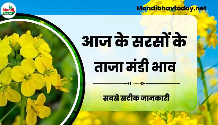 Sarso Live Rate Today 09 Jan 2023