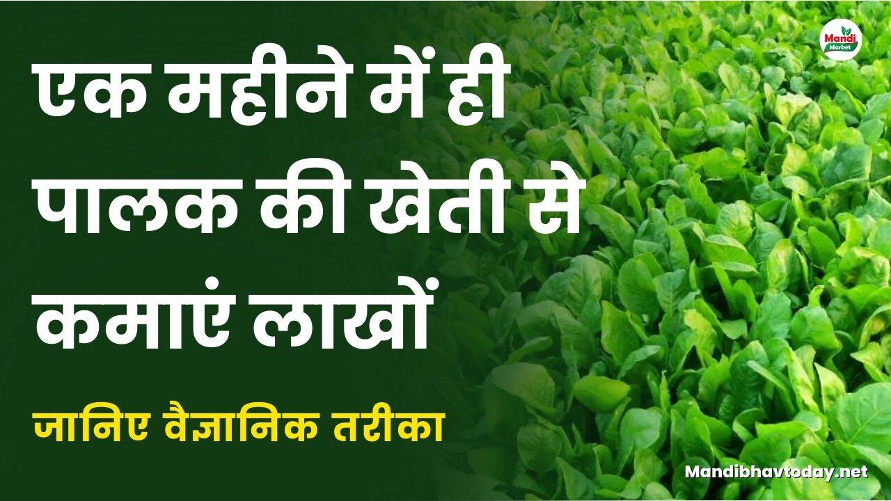 एक महीने में ही पालक की खेती से कमाएं लाखों | जानिए वैज्ञानिक तरीका