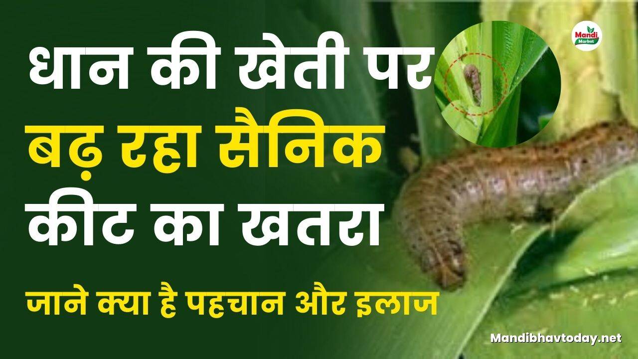 धान की खेती पर बढ़ रहा सैनिक कीट का खतरा | जाने क्या है पहचान और इलाज
