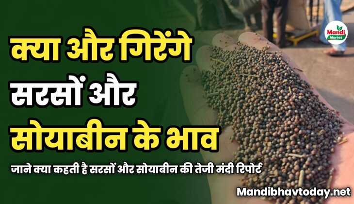 क्या और गिरेंगे सरसों और सोयाबीन के भाव | जाने क्या कहती है सरसों और सोयाबीन की तेजी मंदी रिपोर्ट