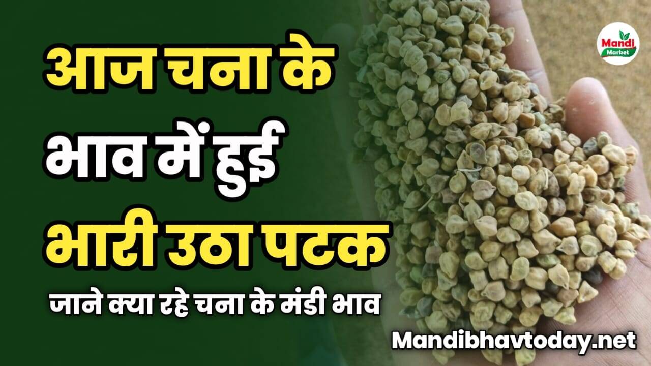 आज चना के भाव में हुई भारी उठा पटक | जाने क्या रहे चना के मंडी भाव