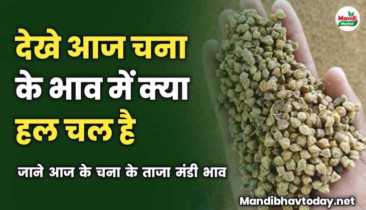 देखे आज चना के भाव में क्या हल चल है | जाने आज के चना के ताजा मंडी भाव 