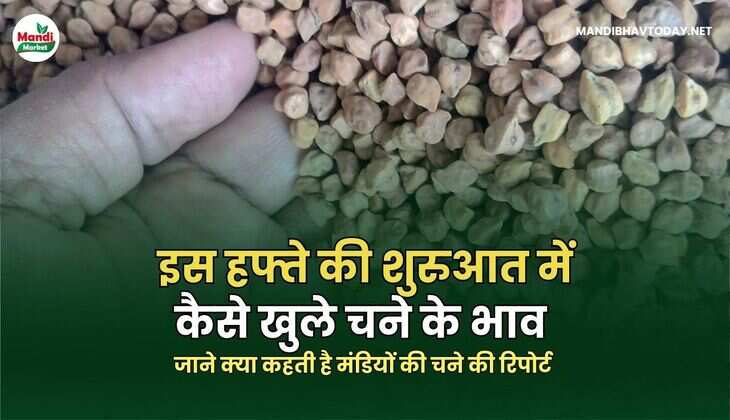 जाने क्या कहती है मंडियों की चने की रिपोर्ट 