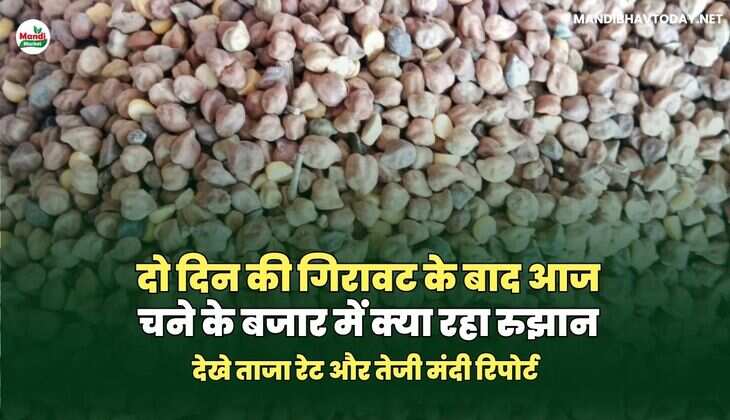 दो दिन की गिरावट के बाद आज चने के बजार में क्या रहा रुझान | देखे ताजा रेट और तेजी मंदी रिपोर्ट