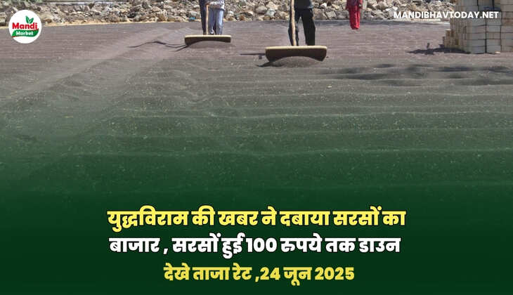 सरसों के भाव 