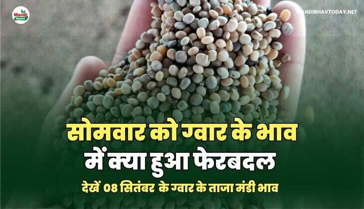 सोमवार को ग्वार के भाव में क्या हुआ फेरबदल | देखें 08 सितम्बर ग्वार के ताजा मंडी भाव तेजी मंदी के साथ 