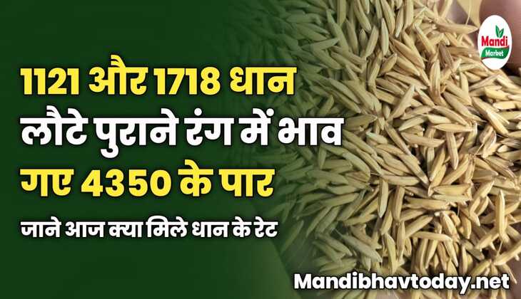 1121 और 1718 धान लौटे पुराने रंग में भाव गए 4350 के पार | जाने आज क्या मिले धान के रेट