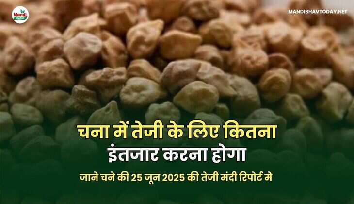 चना में तेजी के लिए कितना इंतजार करना होगा