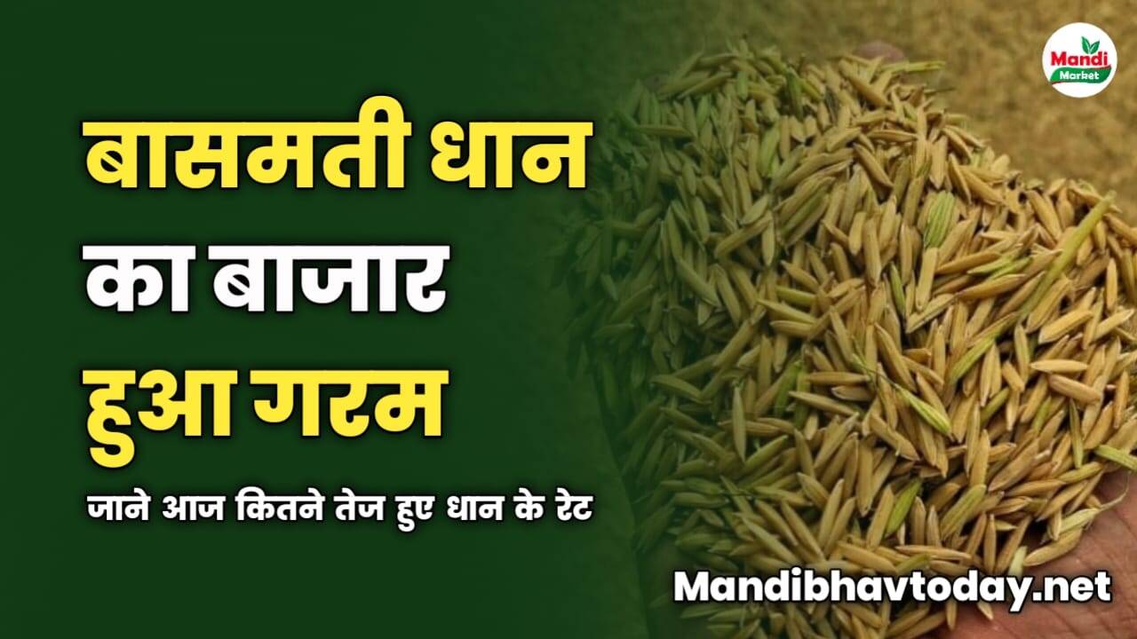 बासमती धान का बाजार हुआ गरम | जाने आज कितने तेज हुए धान के रेट