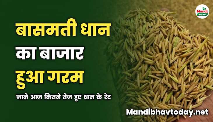 बासमती धान का बाजार हुआ गरम | जाने आज कितने तेज हुए धान के रेट 