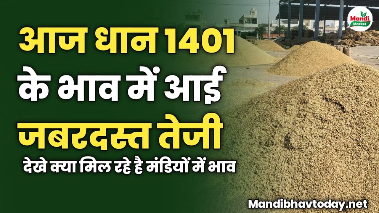 आज धान 1401 के भाव में आई जबरदस्त तेजी | देखे क्या मिल रहे है मंडियों में भाव