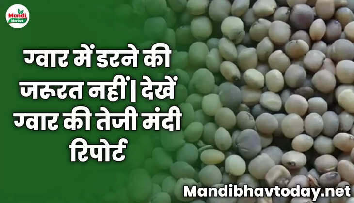 ग्वार में डरने की जरूरत नहीं | देखें ग्वार की तेजी मंदी रिपोर्ट