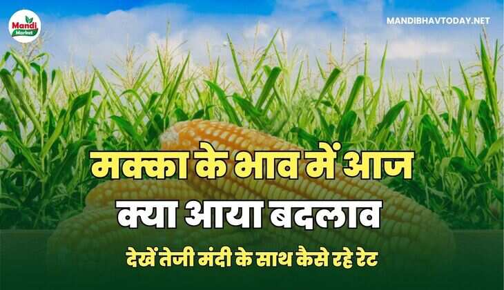 मक्का के भाव में आज क्या आया बदलाव | देखें तेजी मंदी के साथ कैसे रहे रेट