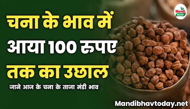 चना के भाव में आया 100 रुपए तक का उछाल | जाने आज के चना के ताजा मंडी भाव 