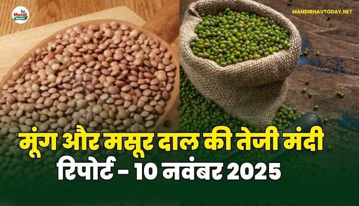 मूंग मसूर दाल की तेजी मंदी रिपोर्ट - 10 नवंबर 2025