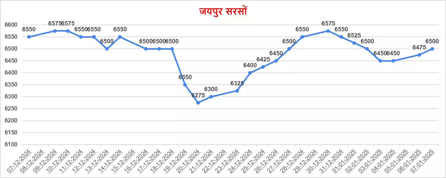 नए सीजन में क्या 7000 के पार बिकेगी आपकी सरसों | जाने सरसों की तेजी मंदी रिपोर्ट में